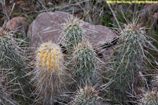 cactus closeups